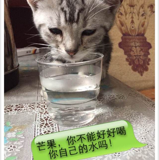 阿文斯应用科技大学物理学文凭证书